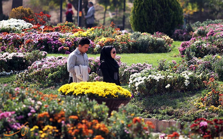 گل های داوودی گل های داوودی