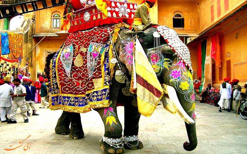 جشنواره ی فیل ها جشنواره ی فیل ها