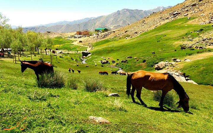 اسب های دشت میشان اسب های دشت میشان