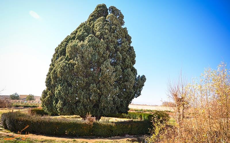سرو ابرکوه سرو ابرکوه