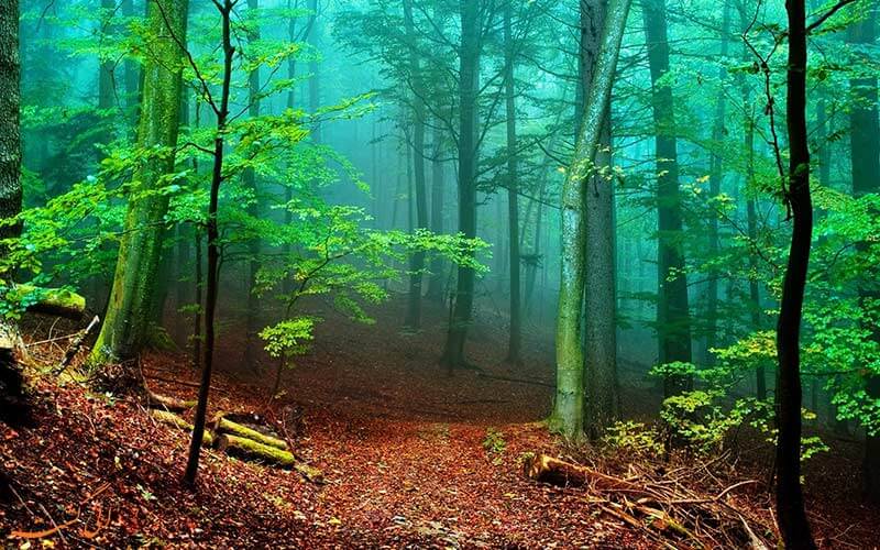 جنگل های ایران جنگل های ایران