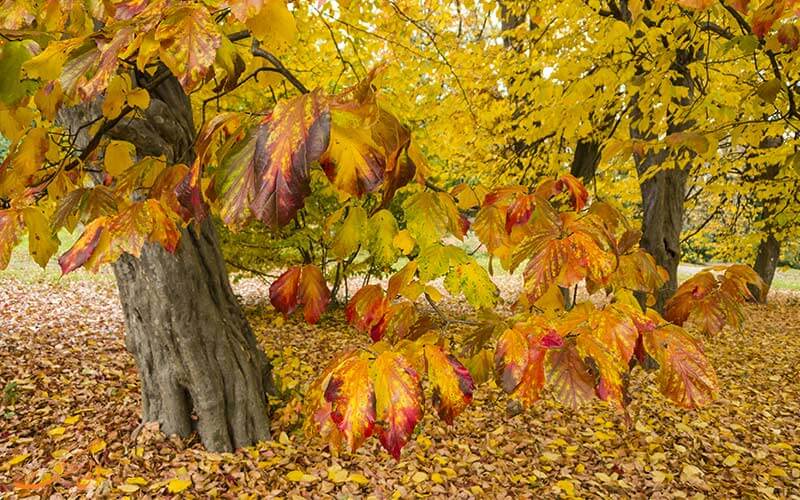 درخت انجیلی در جنگل های هیرکانی درخت انجیلی در جنگل های هیرکانی