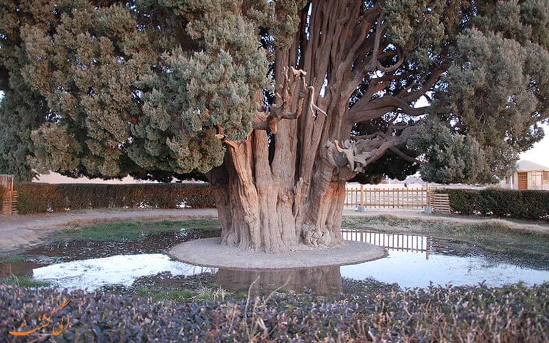 سرو ابرکوه یزد سرو ابرکوه یزد