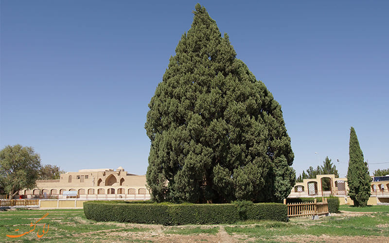 سرو ابرکوه در استان یزد سرو ابرکوه در استان یزد