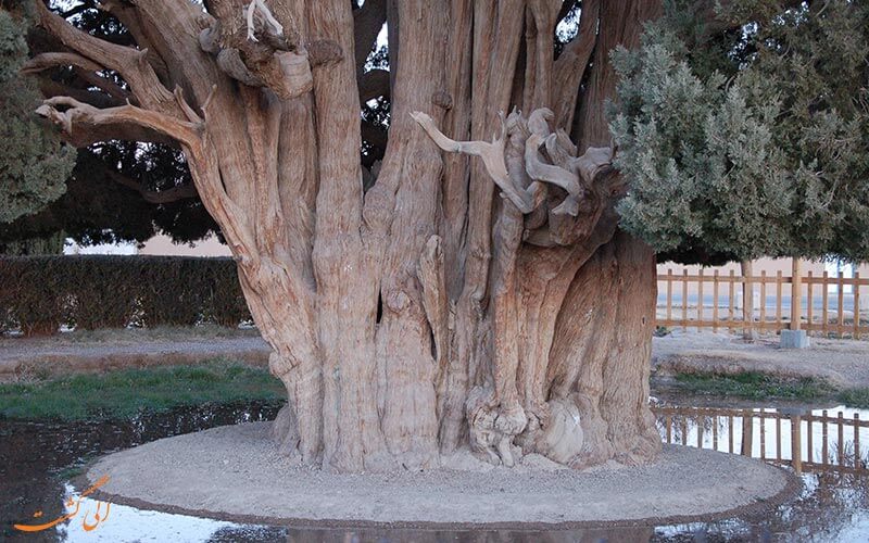 ابرکوه در استان یزد ابرکوه در استان یزد