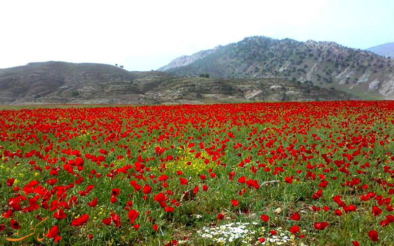 روستای آبدانان در ایلام روستای آبدانان در ایلام