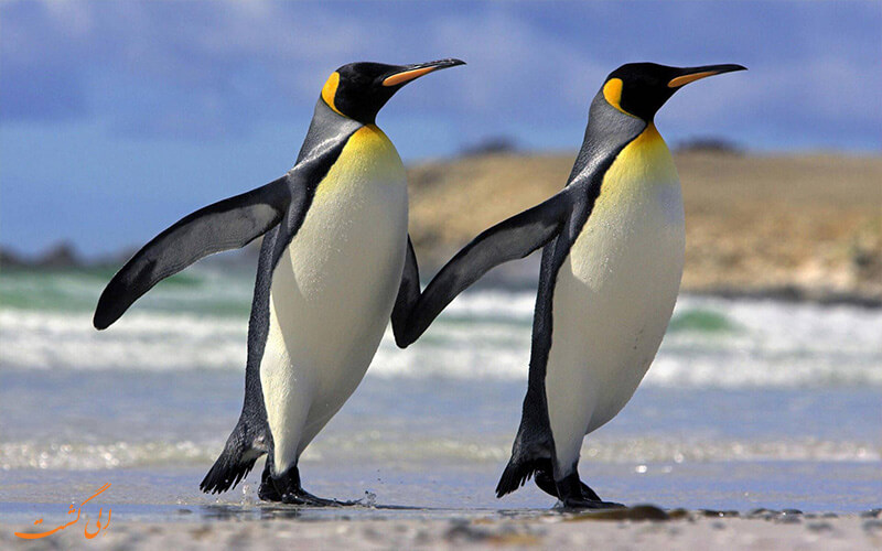 برقراری ارتباط بین پنگوئن ها