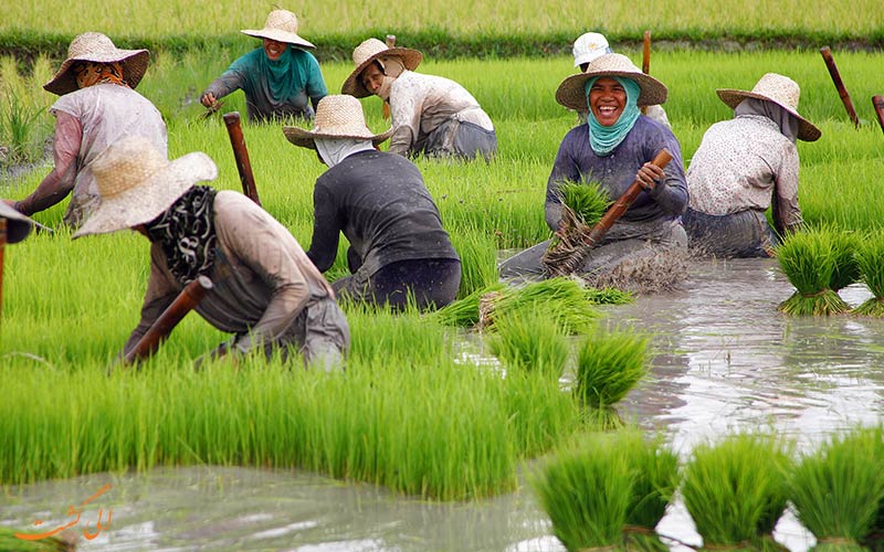 مزارع در فیلیپین مزارع در فیلیپین