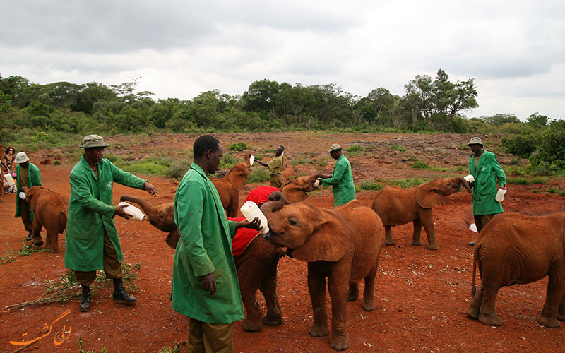 شرکت نگهداری و نجات David Sheldrick Wildlife Trust شرکت نگهداری و نجات David Sheldrick Wildlife Trust