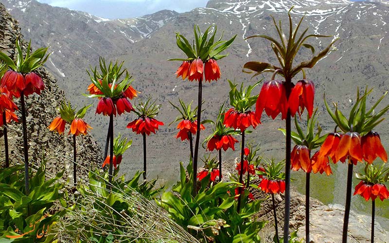 لاله های واژگون لاله های واژگون