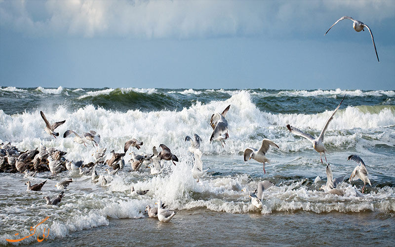 sea sea