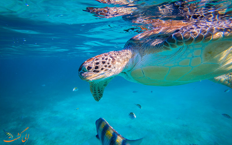 sea animals protection sea animals protection