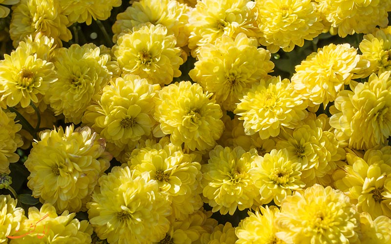 گل های خاص باغ گل های خاص باغ