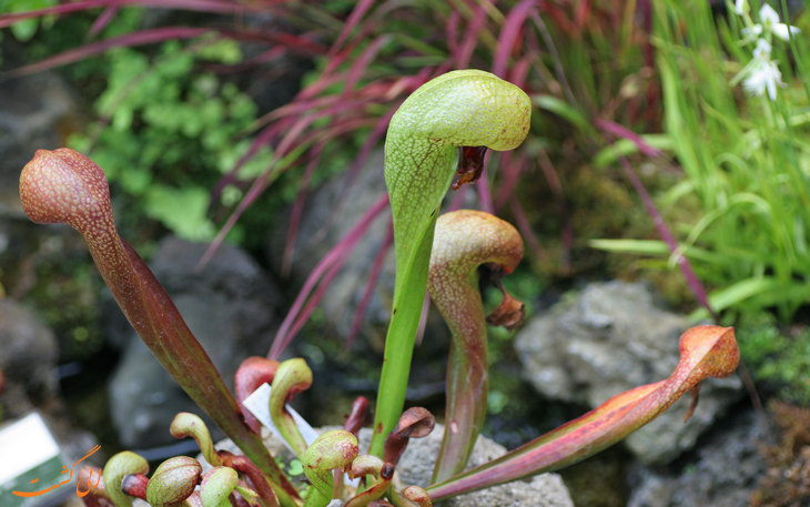 زنبق کبری زنبق کبری