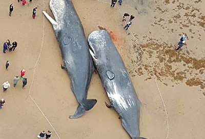 خودکشی نهنگ ها و دلفین ها- الی گشت-whales stranding