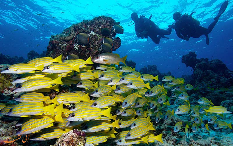 صخره موز | Banana Reef