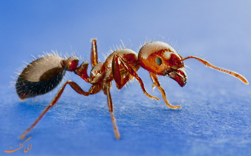 05Fire-Ants.jpg