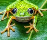تجربه ای متفاوت در باغ وحش سنگاپور + تصویر