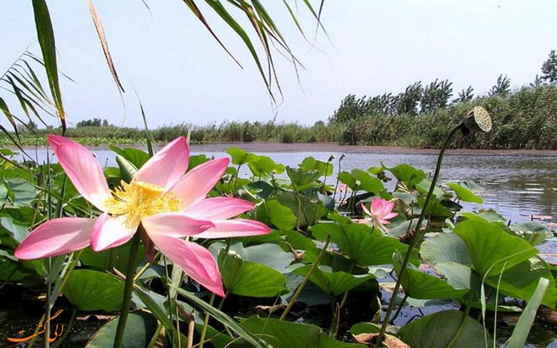 تالاب انزلی، زیستگاه لاله های مردابی تالاب انزلی، زیستگاه لاله های مردابی