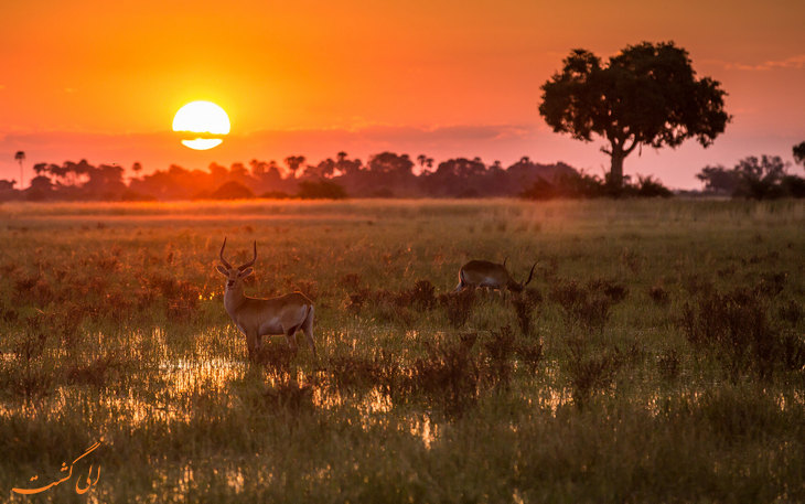 okavango.jpg