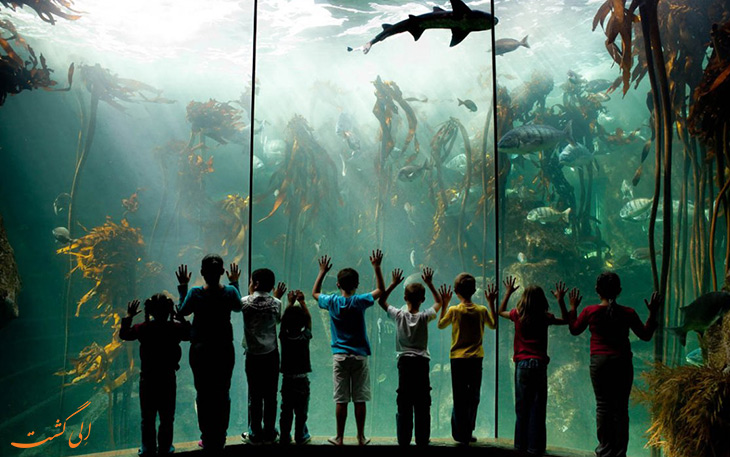 the-two-oceans-aquarium.jpg