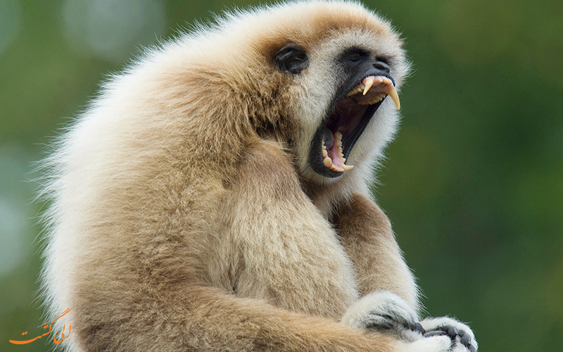 گونه ای ناشناخته از میمون گیبون