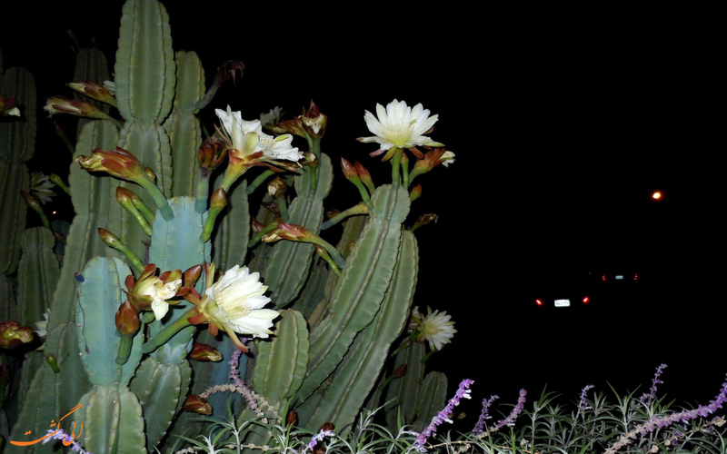 گل زیبای ملکه شب گل زیبای ملکه شب