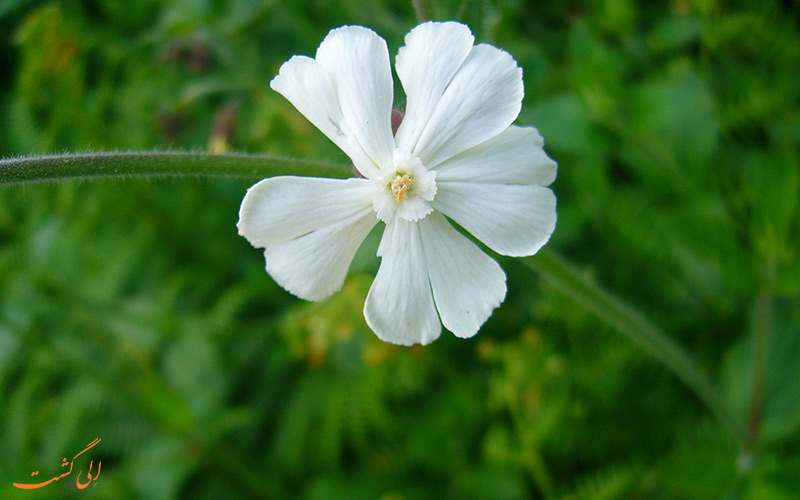 گلی زیبا گلی زیبا