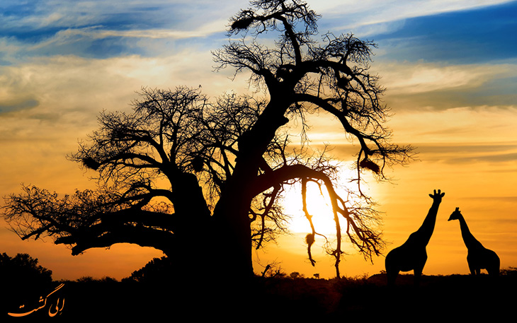 south-africa-safari.jpg
