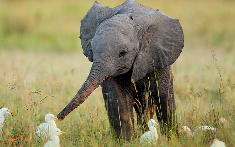 فیل کودک
