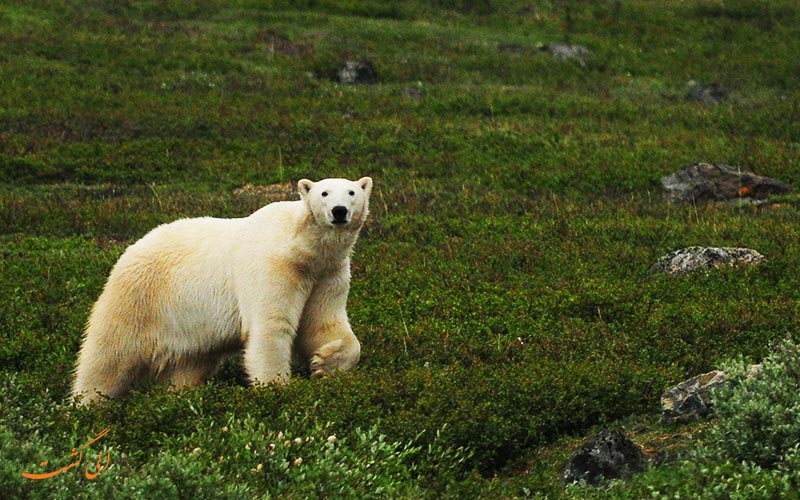 پارک ملی کوه های تارنگت | Torngat Mountains National Park پارک ملی کوه های تارنگت | Torngat Mountains National Park