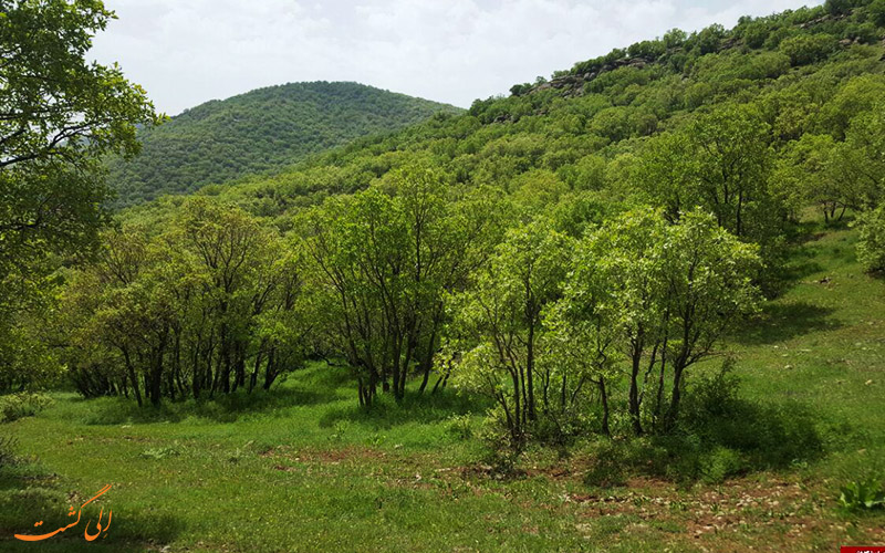 جنگل نای انگیز در استان لرستان جنگل نای انگیز در استان لرستان