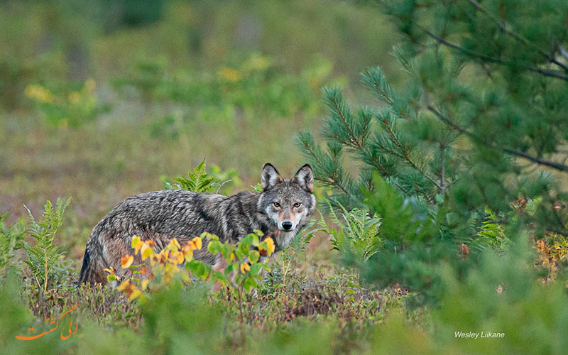 پارک ایالتی الگانکین | Algonquin Provincial Park پارک ایالتی الگانکین | Algonquin Provincial Park