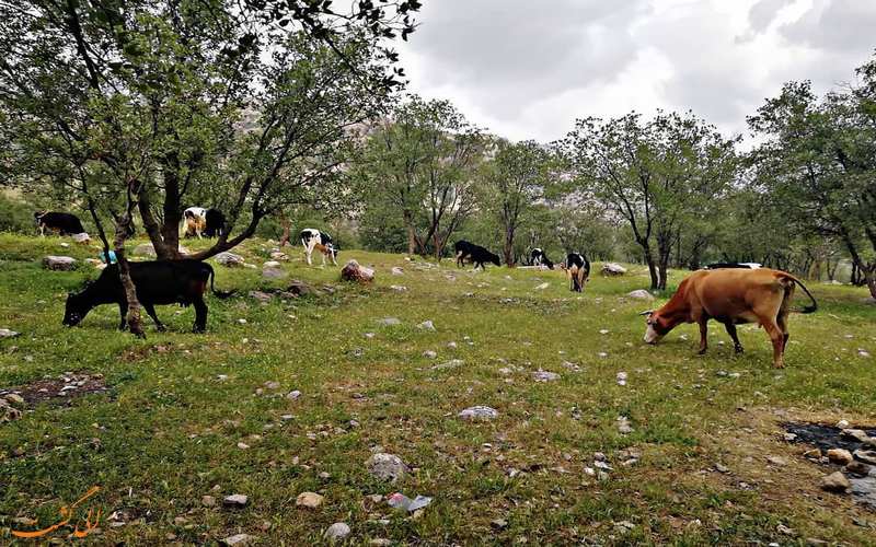 مناظر اطراف روستای مال آقا مناظر اطراف روستای مال آقا