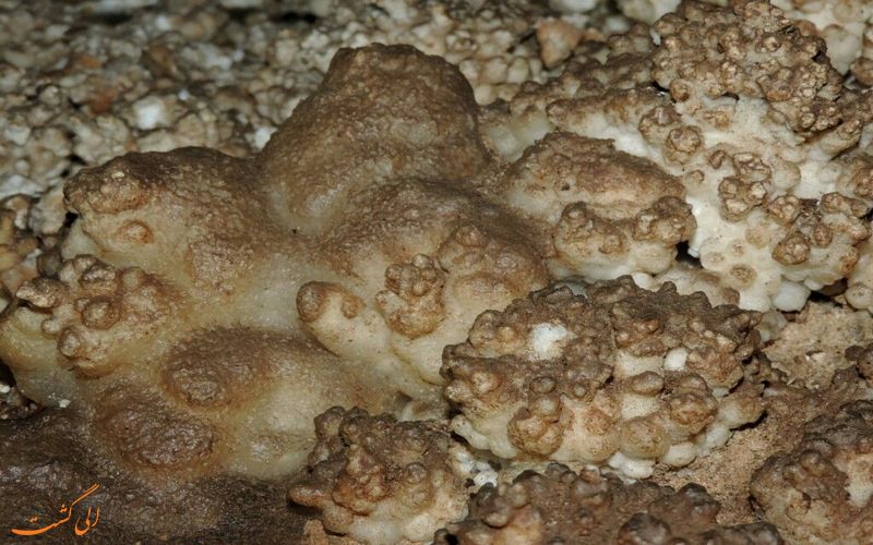 اسفنج های زیبای رودافشان اسفنج های زیبای رودافشان