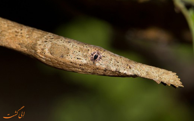 مار پوزه برگی مار پوزه برگی