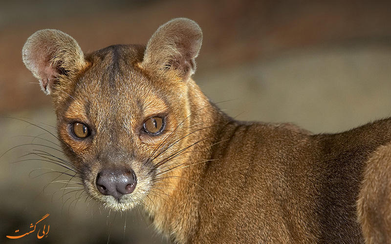 Fossa.jpg