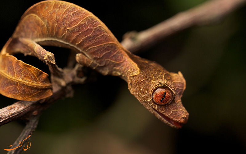 Satanic-Leaf-Tailed-Gecko.jpg