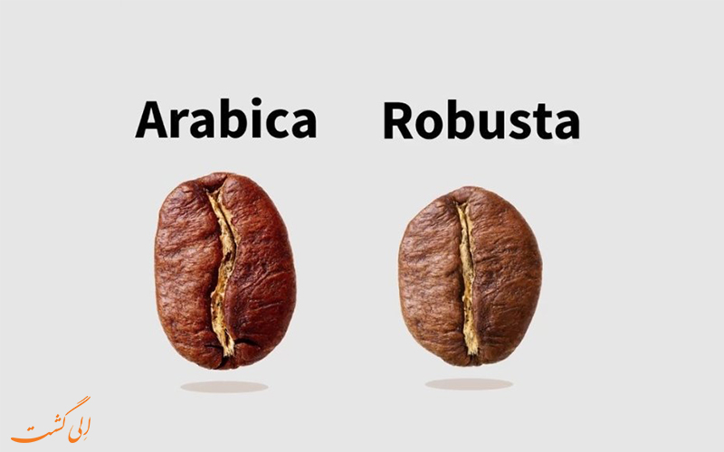 انواع قهوه عربیکا و روبوستا انواع قهوه عربیکا و روبوستا
