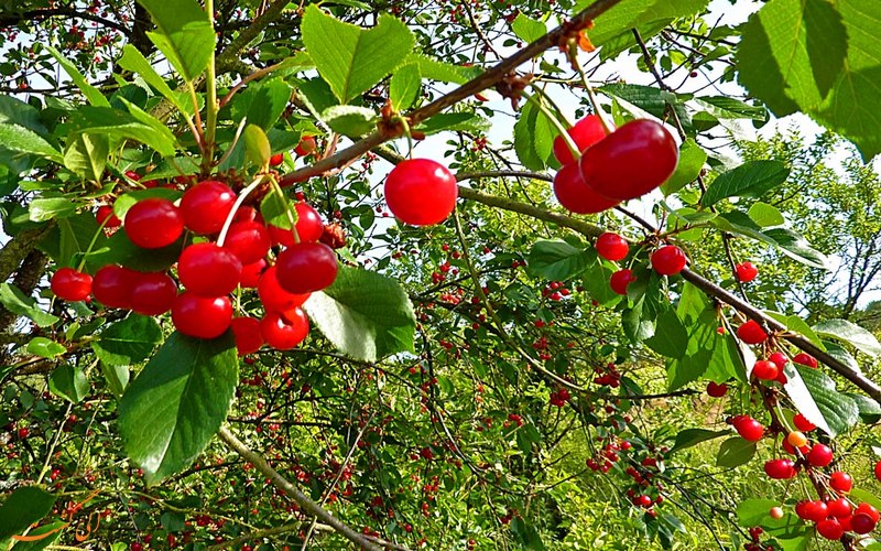 باغ های آلبالوی کند علیا باغ های آلبالوی کند علیا