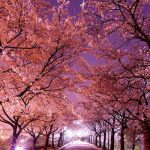 بهترین زمان برای سفر به سئول کی است؟