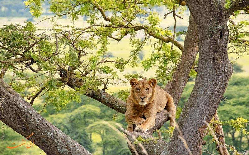 پارک ملی کویین الیزابت پارک ملی کویین الیزابت