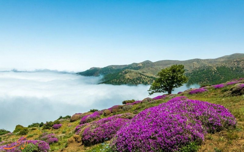 بسطام و جنگل ابر شاهرود بسطام و جنگل ابر شاهرود