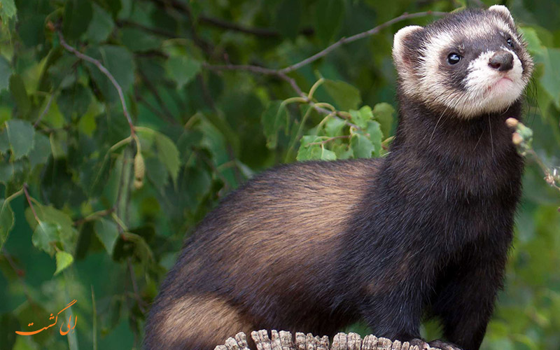 03Thepolecat.jpg