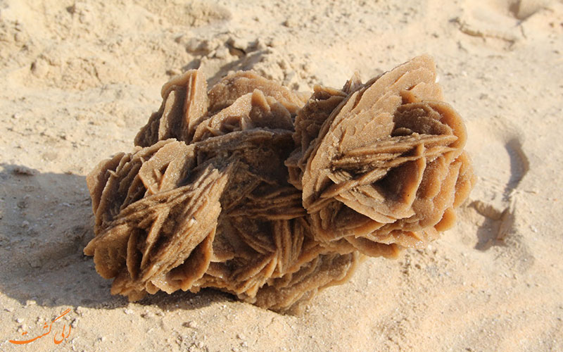 گلی در صحرا گلی در صحرا