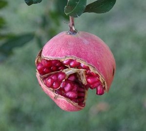 جشنواره انار
