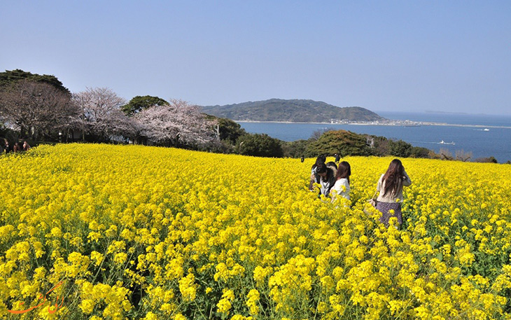 Nokono Island Nokono Island