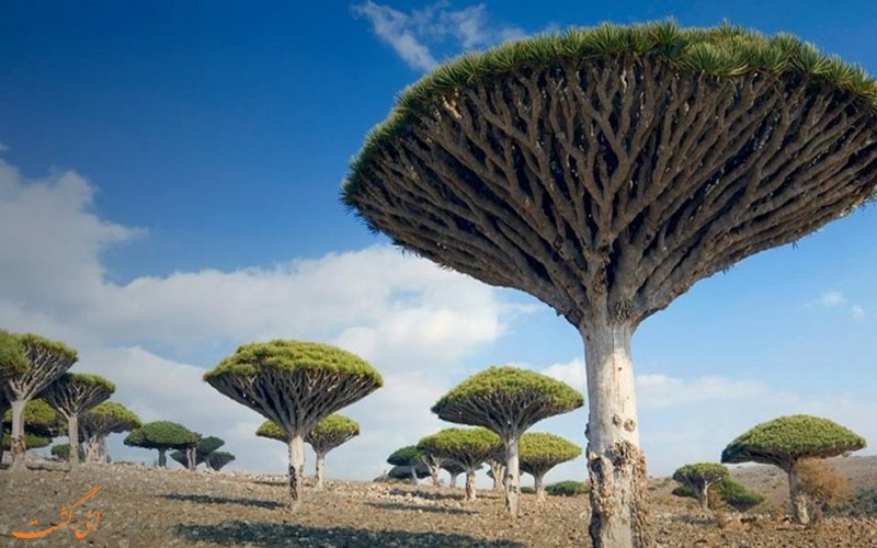 سوکوترا، یمن سوکوترا، یمن