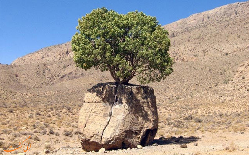 محیط زیست بختگان شیراز محیط زیست بختگان شیراز