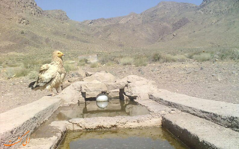 کرکس مصری در بختگان شیراز کرکس مصری در بختگان شیراز
